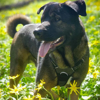 Zolmi™ - Dog Harness