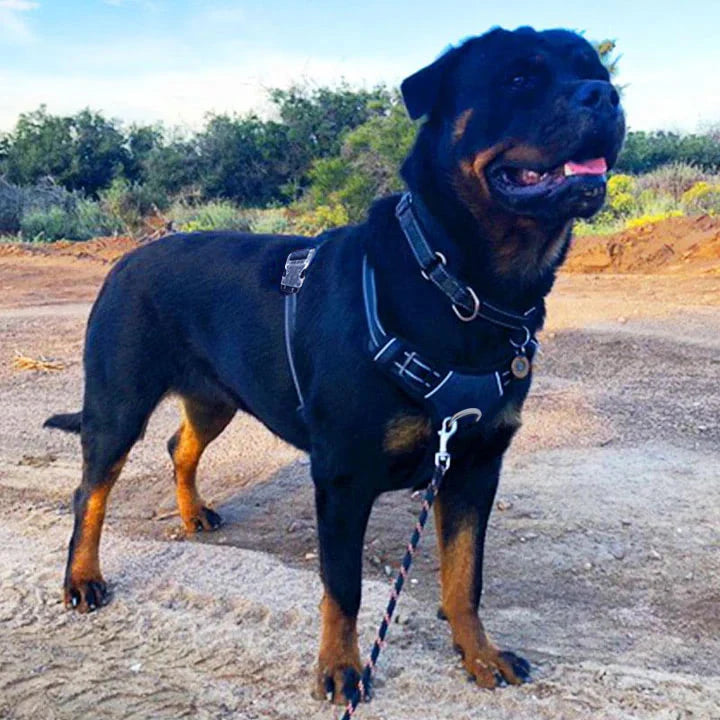 Zolmi™ - Dog Harness